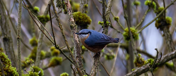 bird in branches