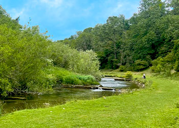 River and trees