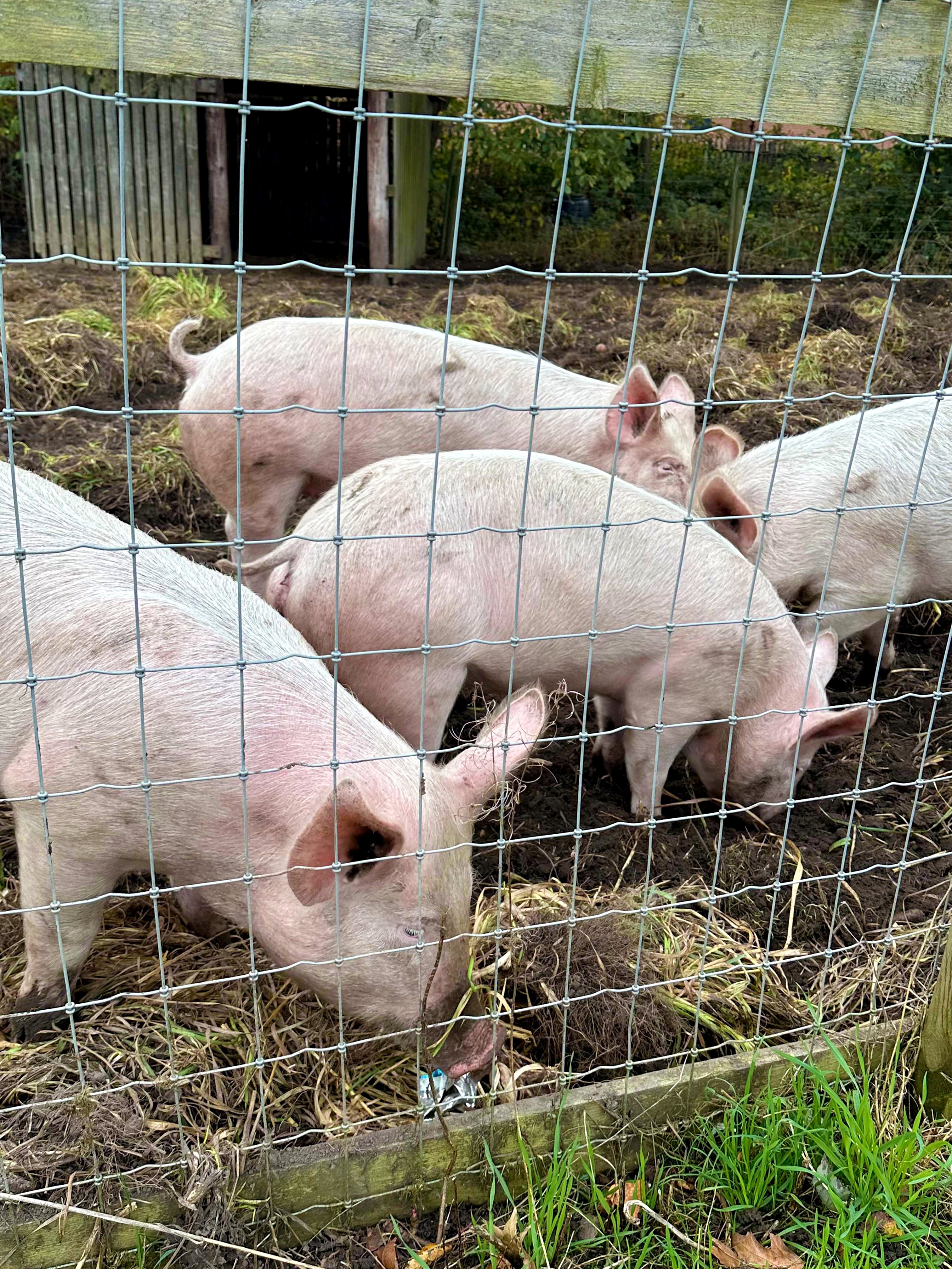 Pigs in pen in Eco School