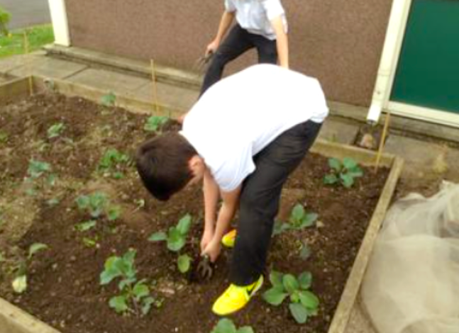 Gardening at school