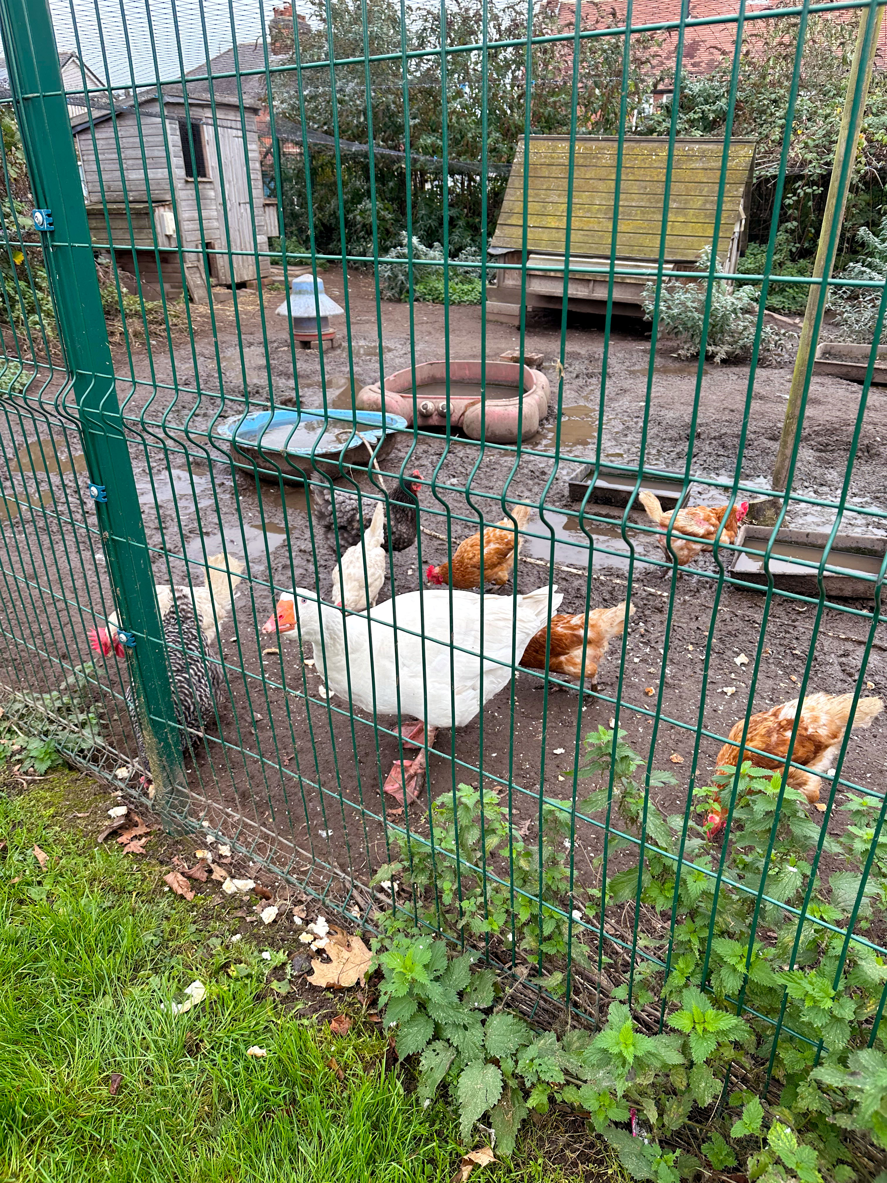 Duck and Hens on farm