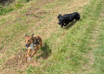 Dogs running in grass