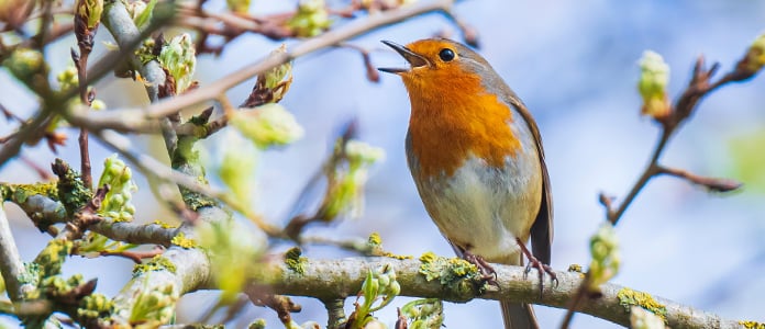 robin on branch