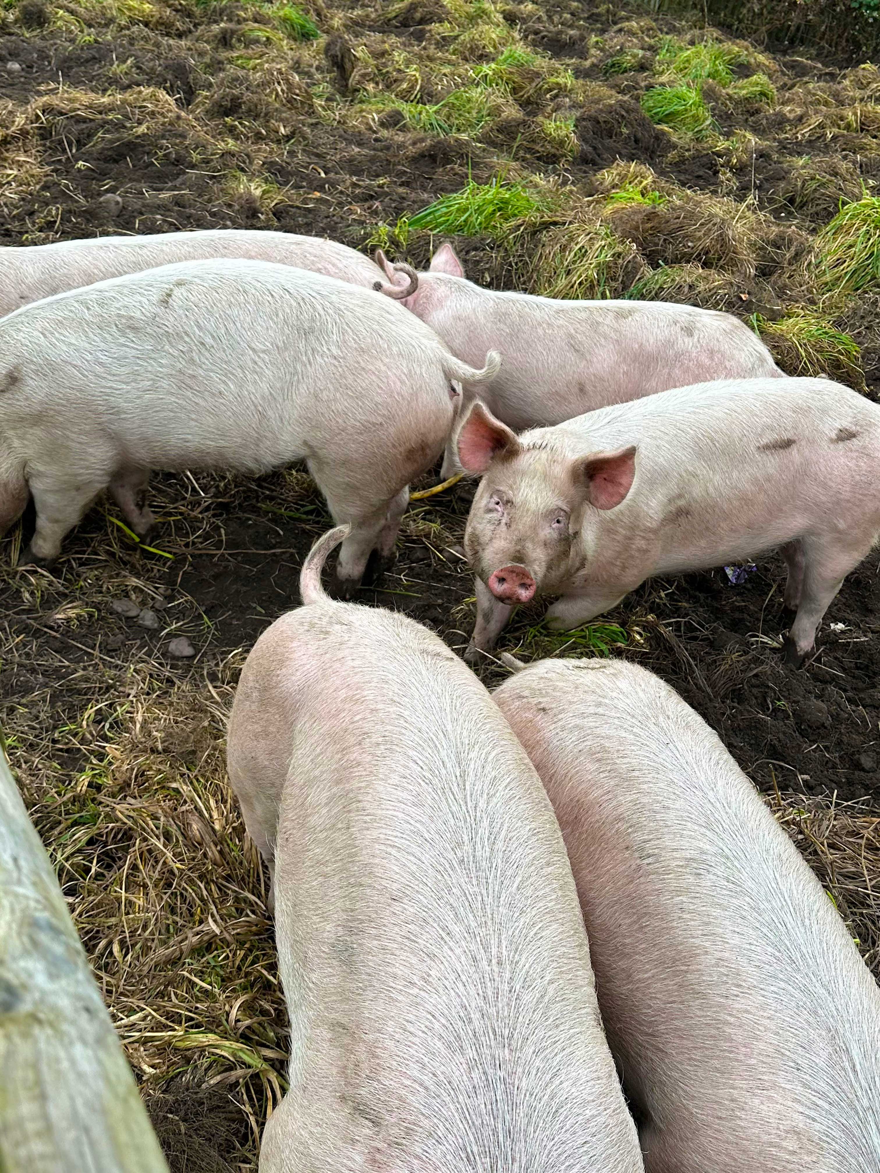 six pigs in mud