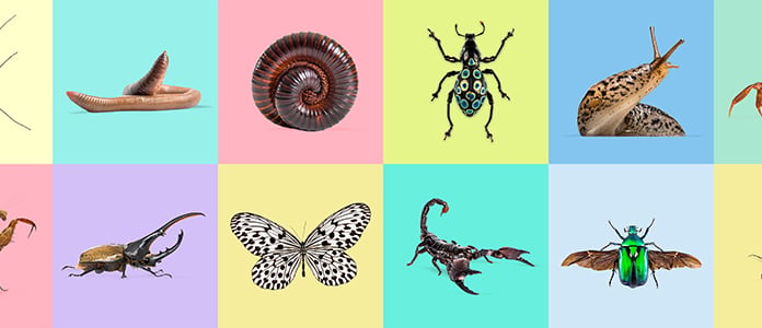 bugs insects collage