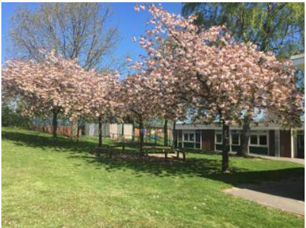 Cherry blossom school