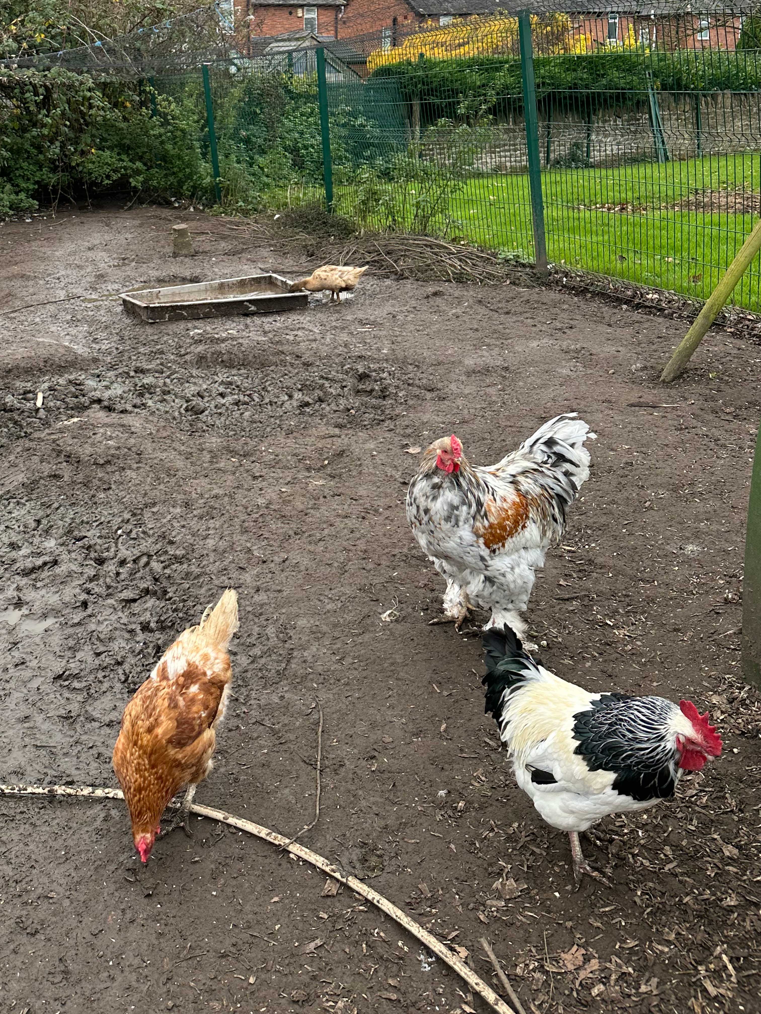 three chickens 