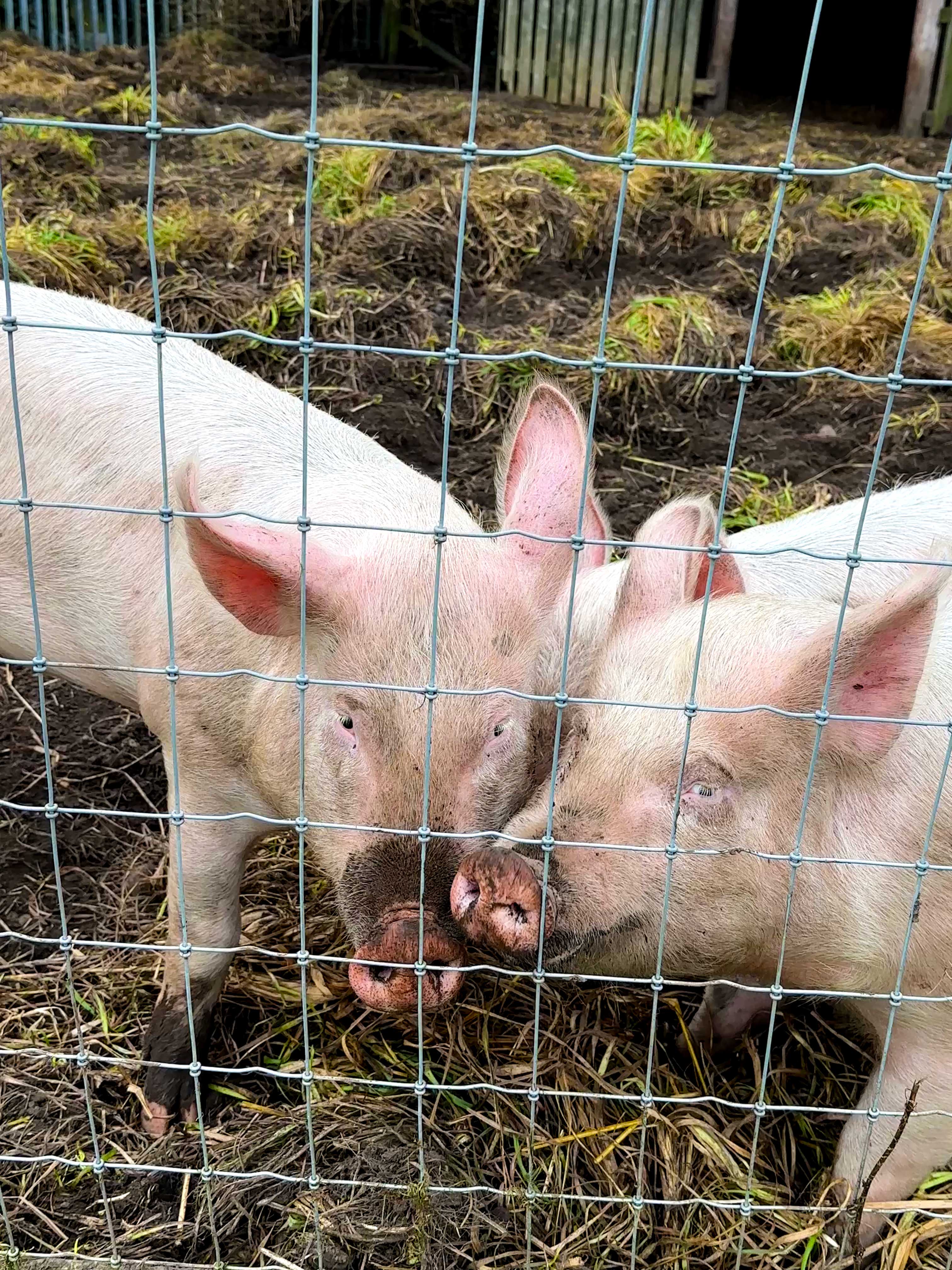 two happy pigs