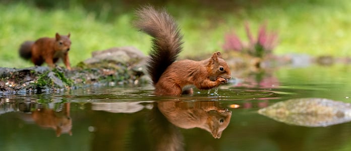 squirrel in water